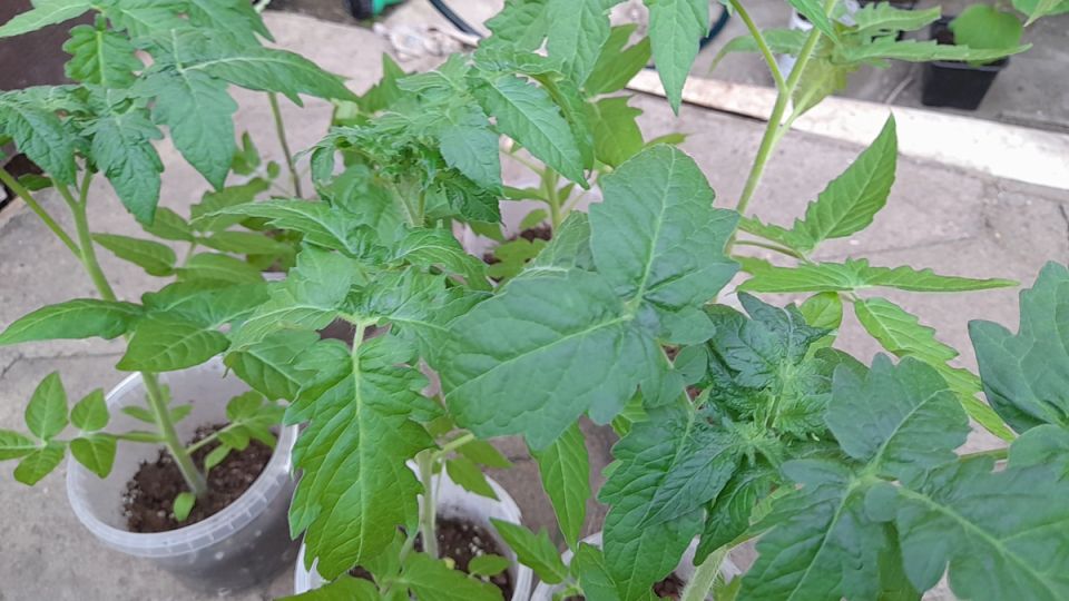 Как подготовить рассаду томатов к высадке: советы опытных садоводов