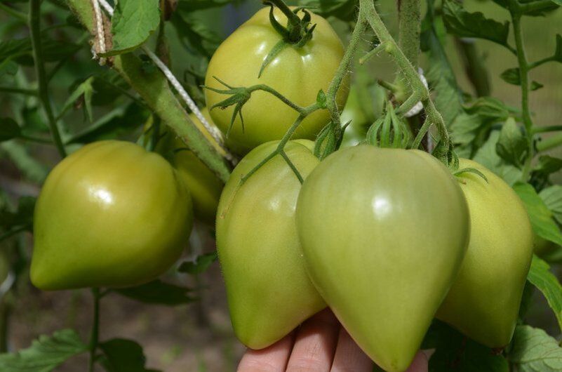 ��� ������� ��������� ������ ��� �������: ������� �������, ������� ����� ��������