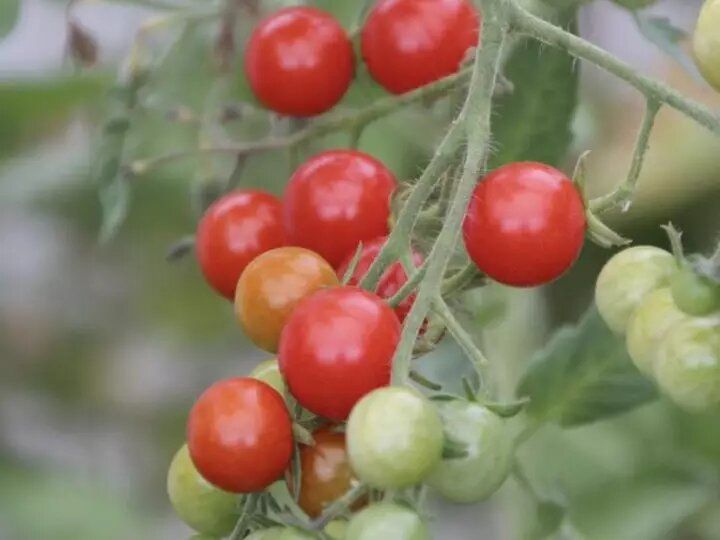 Томаты в вашем огороде: лучшие кистевые сорта для теплиц и открытого грунта