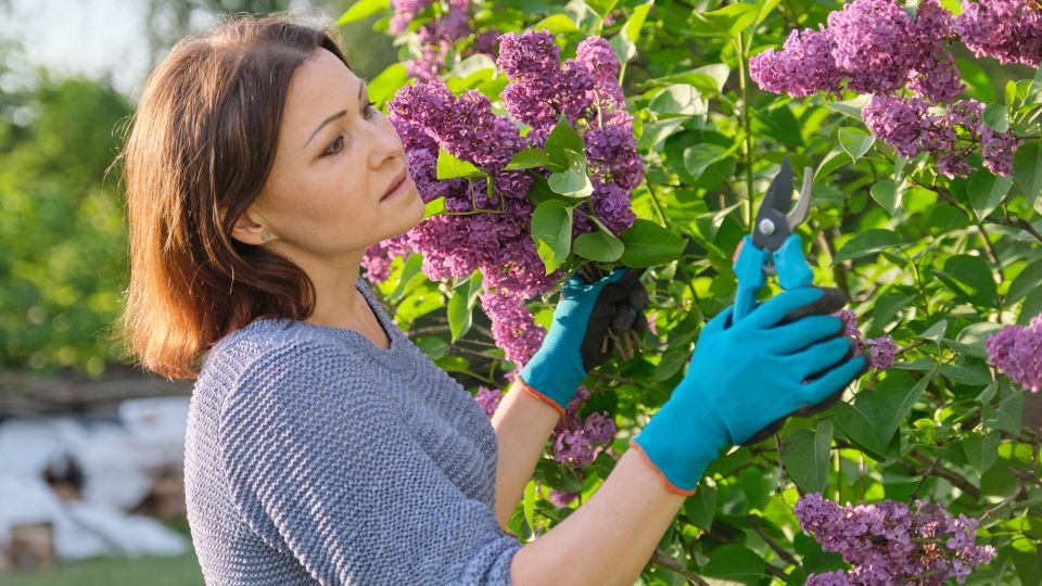 Сирень будет цвести дольше, чем у соседей: полейте кусты этим раствором