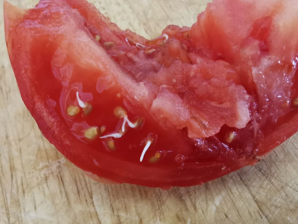 ��������� �������: ����������� ������� �������� ��������� ��������� ������� ����