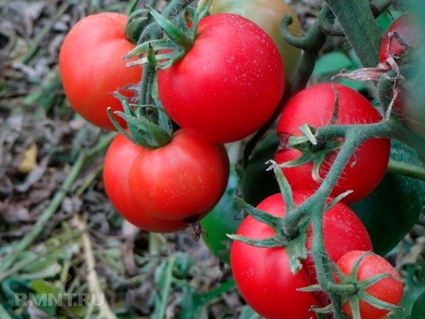 ������ � ����� �������: ������� ������ '���������'