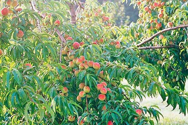 ������ �������: ��� ��������� ��������� �������� � ����������� ����