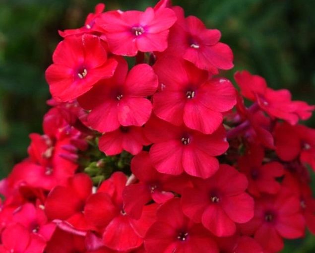 ������: ��������� ������, ������� ����������� ������