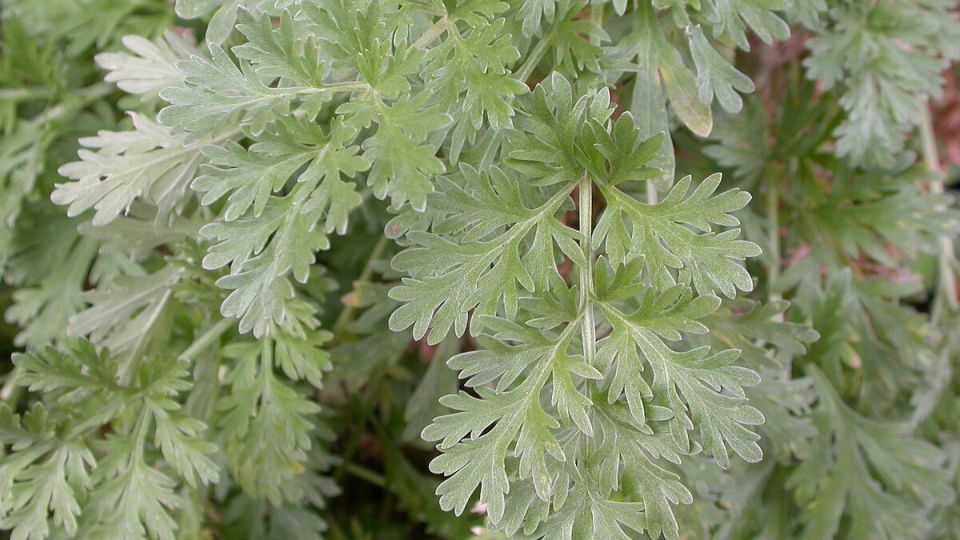 ������: ������ ��� ���������� �������� ��� ������ ����?