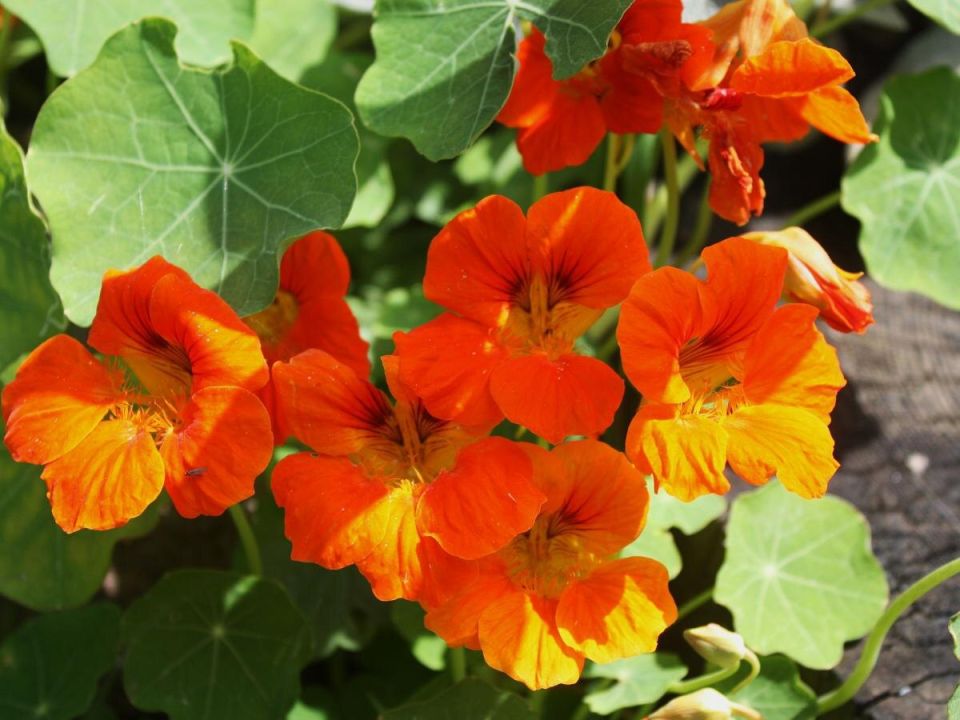 ����������� ������ �� ���: ����������� ������� ��� �����