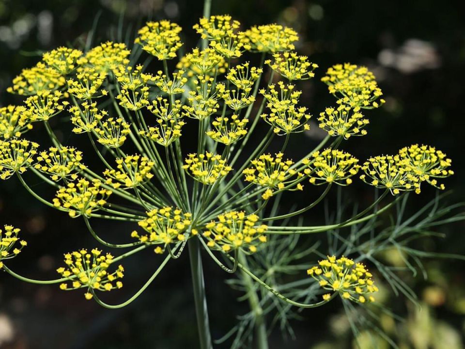 ��� ����� � �������� ���������� ��������� ����� ��� ������