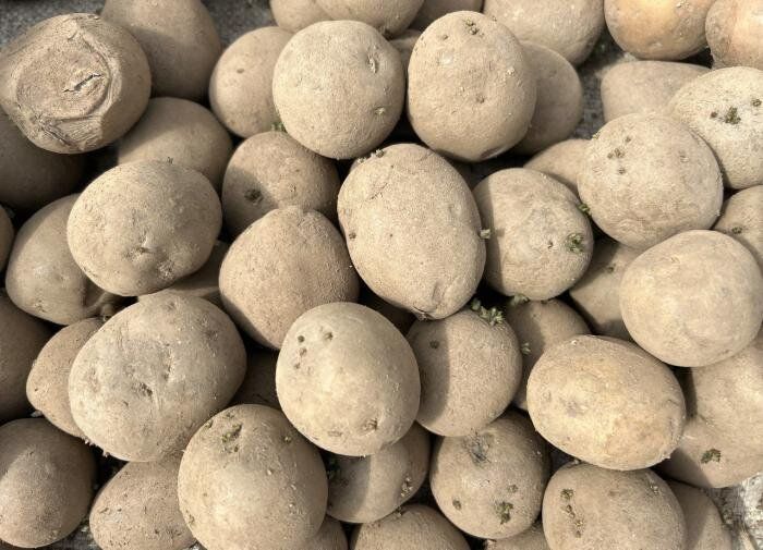 ������ ������ ��� ��������: ��� �������� � �����������