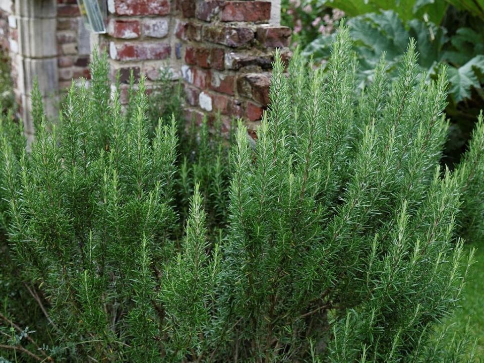 ��� ��������� �������� ��������: ������� ����� ��� ������� �����