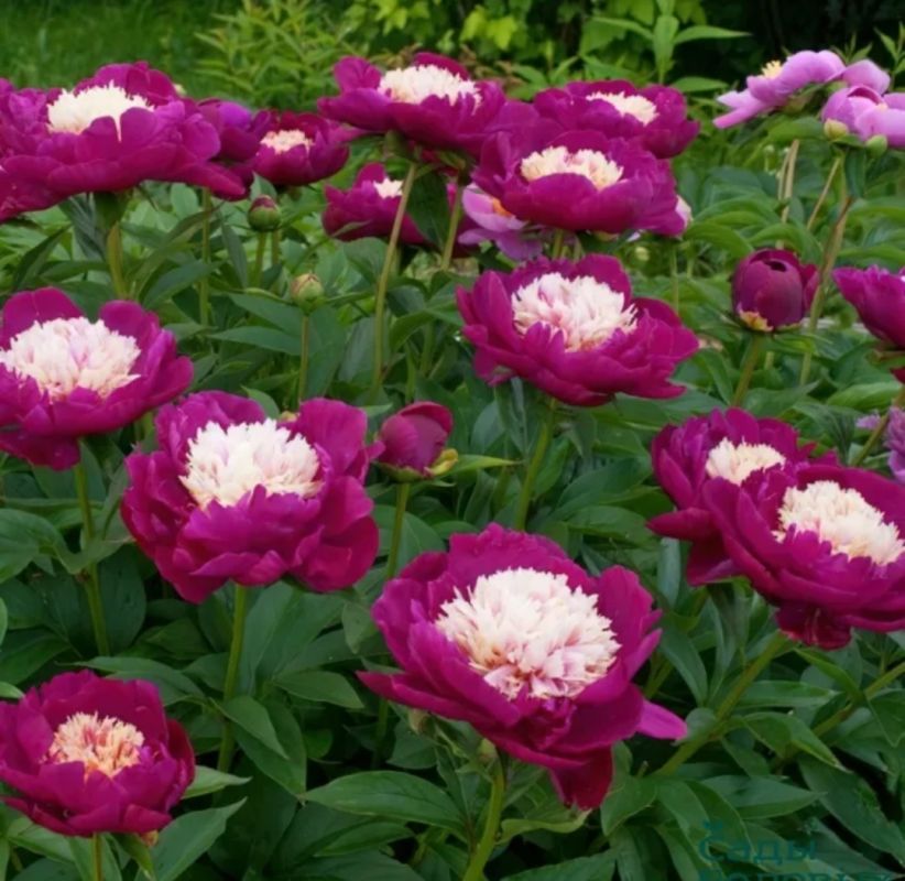 ���� �� ������� ����� �������� ��� ����� �������� ��������