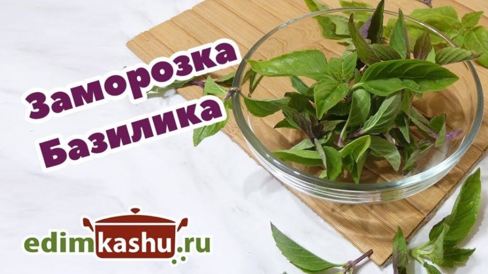Заморозка базилика на зиму: простые способы сохранить аромат