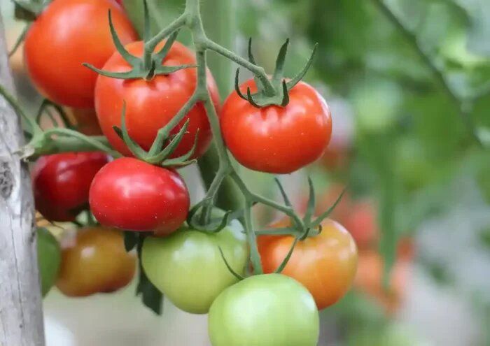 Томат Пятница: кровные узы с вашим огородом