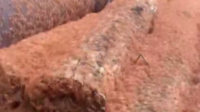 Колоссальная миграция красных крабов на острове Рождества подтверждает силу природы