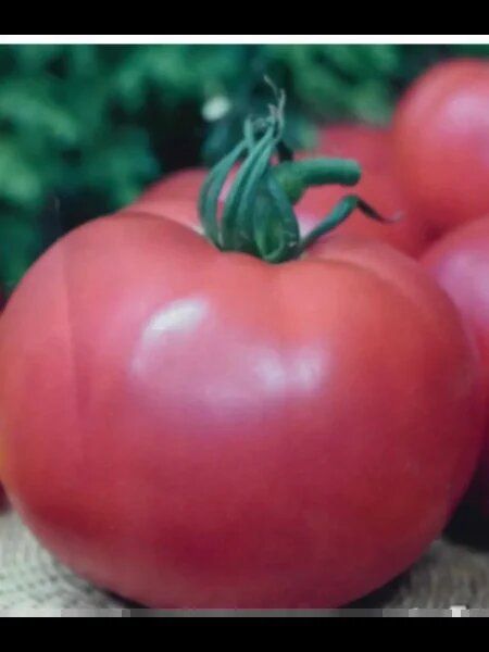 ����� ����: ���������� ������ ������� ������� ������ ��� ������ � ��������� ������