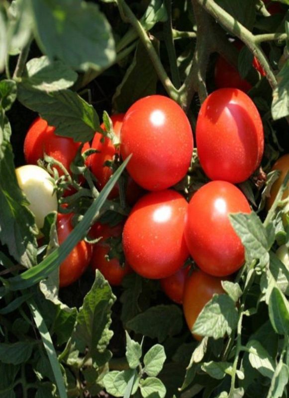 Томат Чезарино: компактный ранний гибрид для салатов и консервации