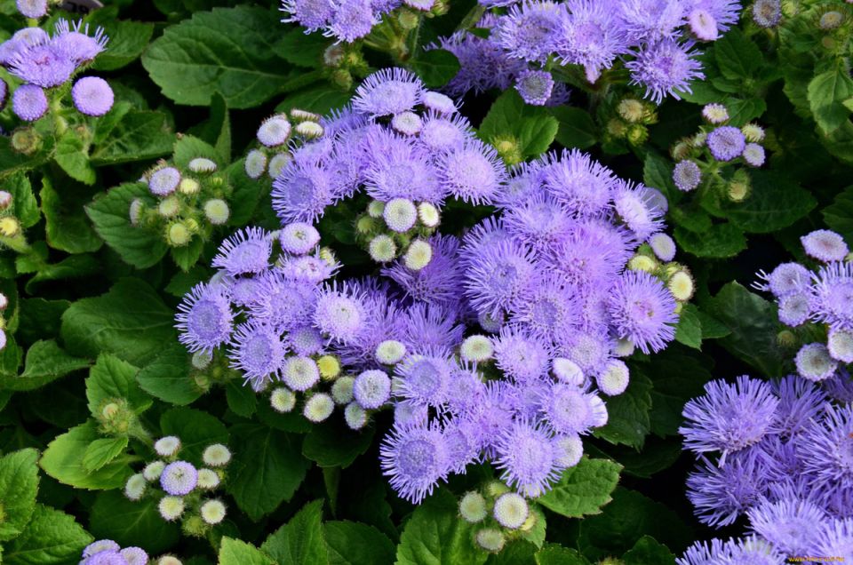 ��������� ����� �������� ����, ������� ������ �� �������