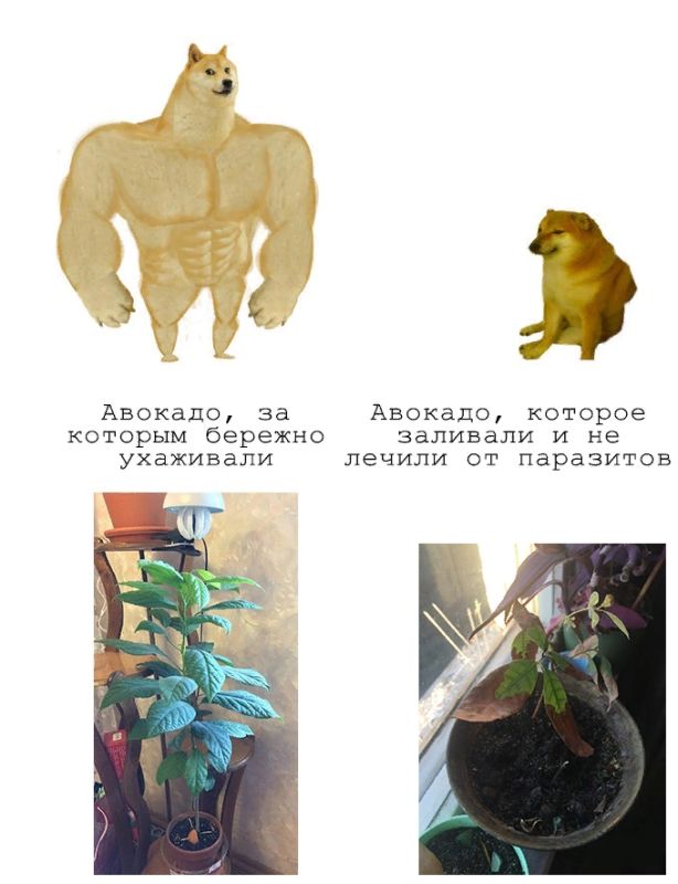 Зачем сажать авокадо дома: риски перед тропической идиллией