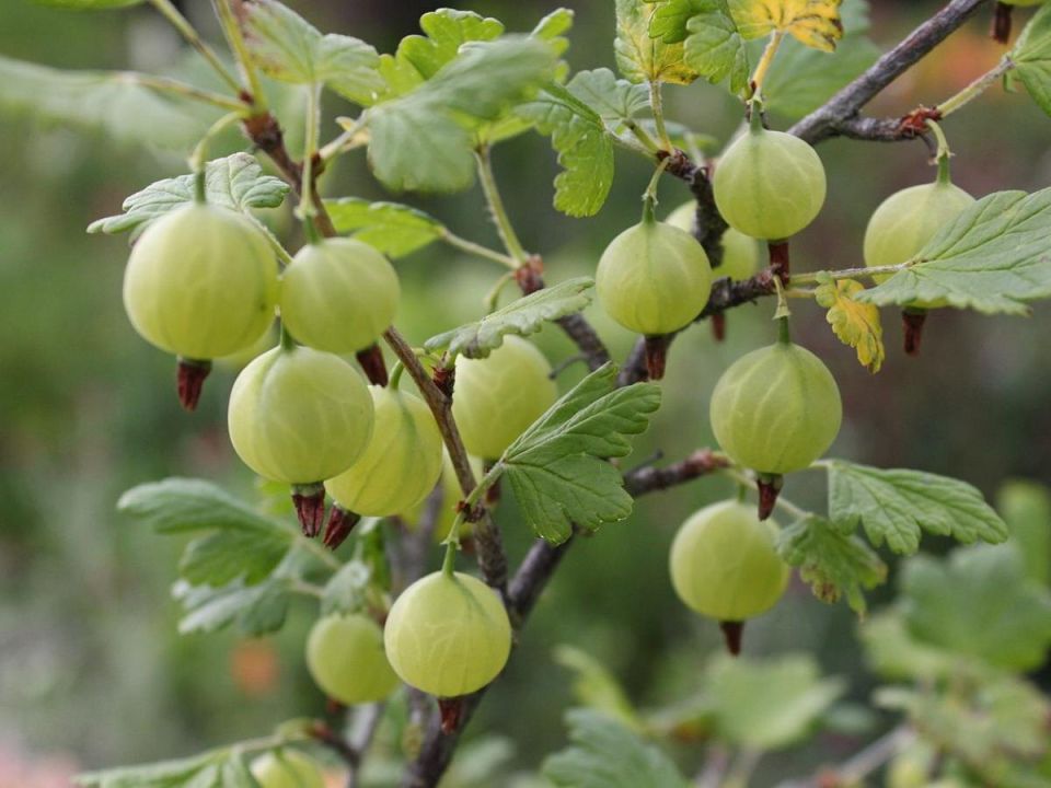 Сладкий крыжовник: какие сорта покорят ваш сад