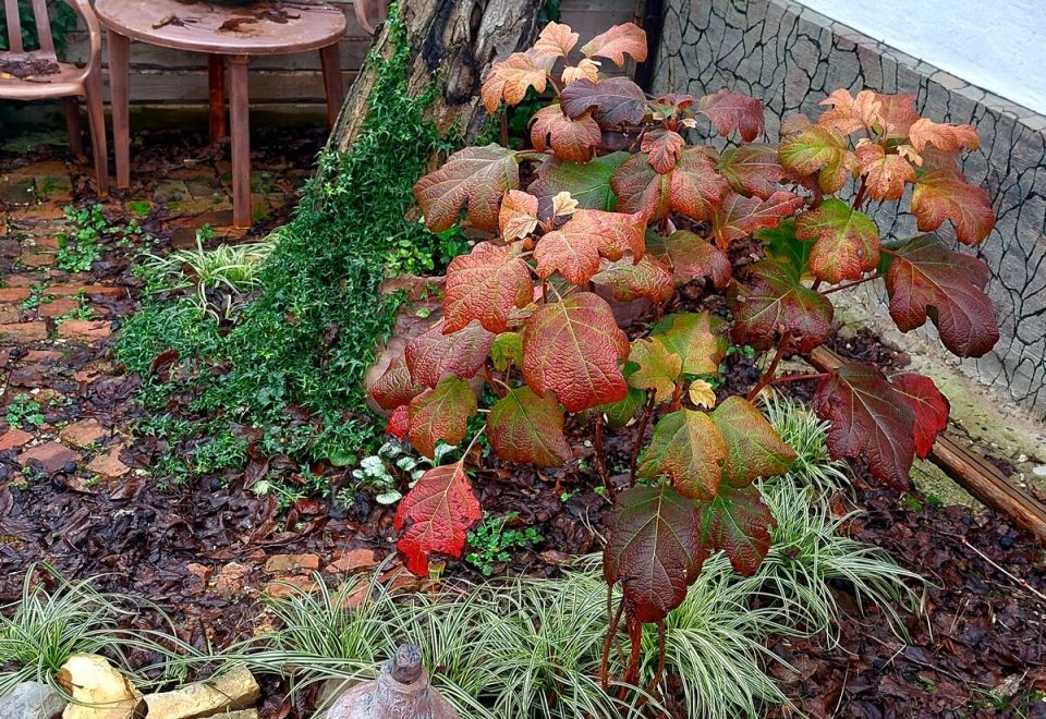 Ленивый способ борьбы с хлорозом: все о дуболистной гортензии