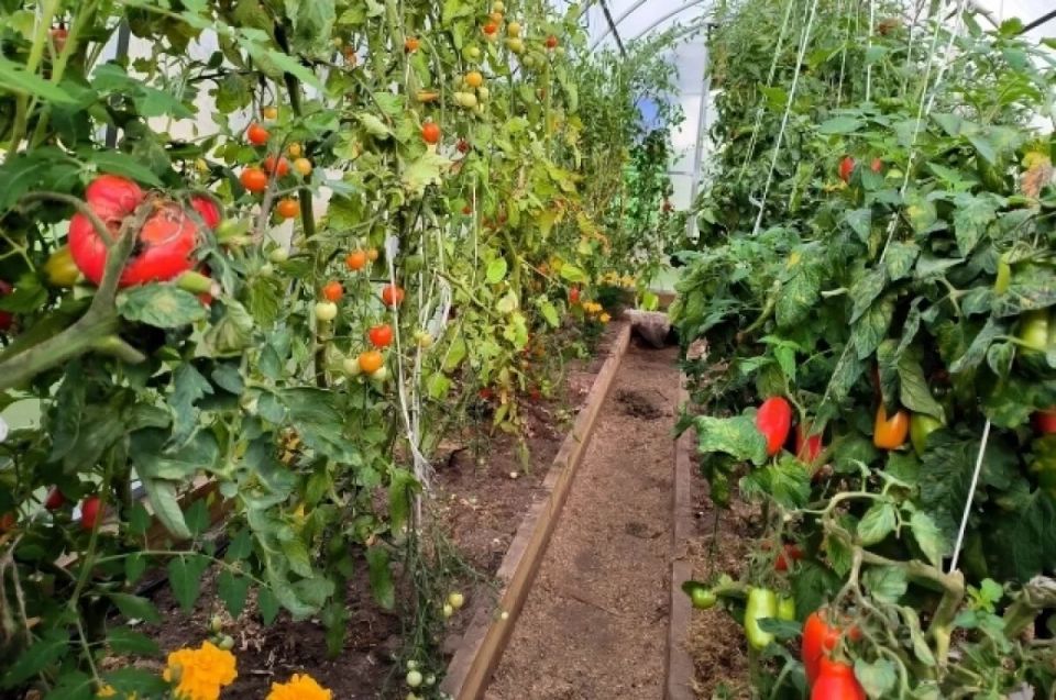 ��� ����������� ������� � ������ ������: ������ �������� ���������