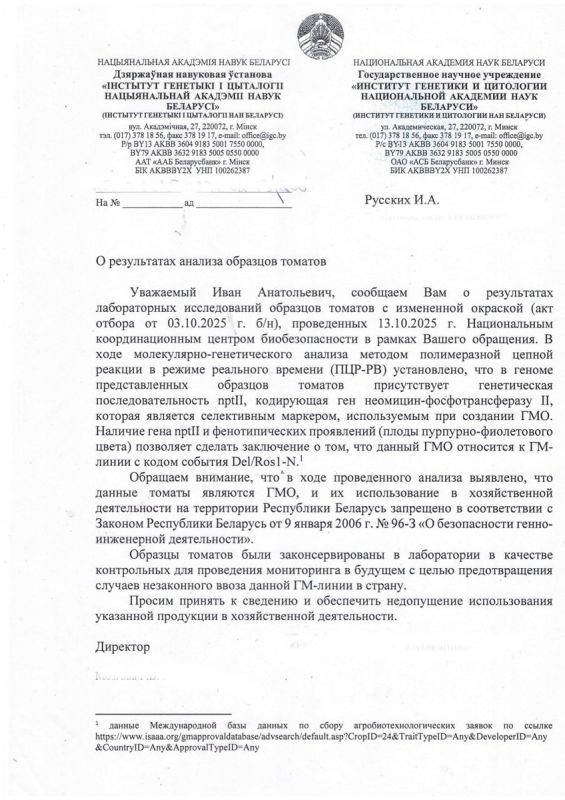 Необычный эксперимент с пурпурными томатами: что покажет экспертиза?