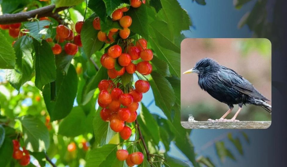 Эффективные способы защитить черешню от скворцов