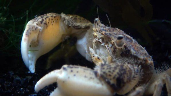 Все о голландском крабе: уникальный обитатель водоемов Европы