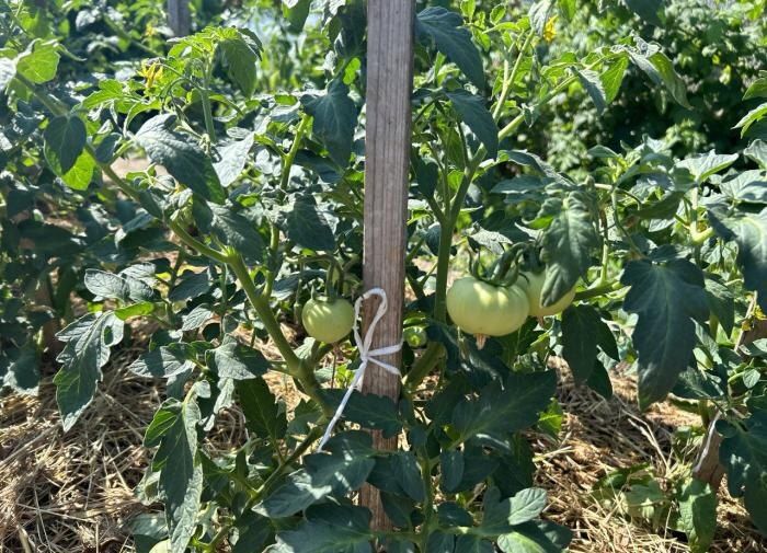 ��� ������� ������ ����� ������ ��� ������: �������� ������� ���������