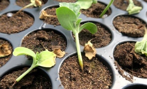 ��� �������� ������� �� ������ �����: ������ � ���� ������������