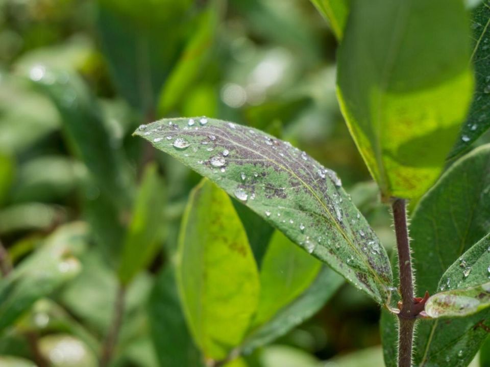 ��������� ��������: ��� ��� ���������� ������ � �������� ����