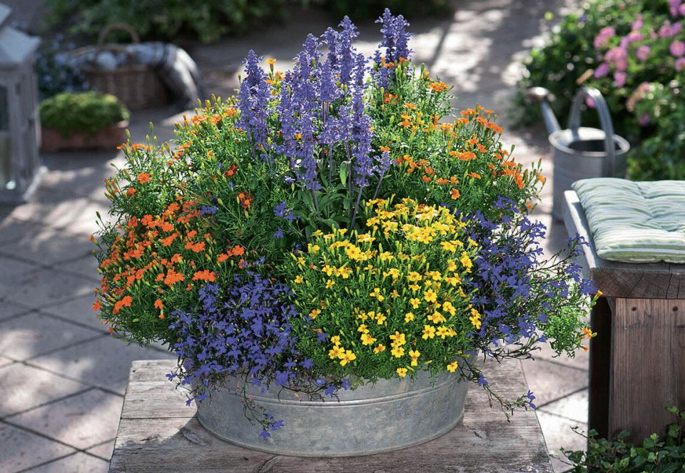 ����� ������������ ���������� ��� ������� ����