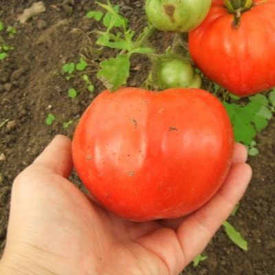 ����� �������� ������: ������ ��������� ����������� � ����������� ����������