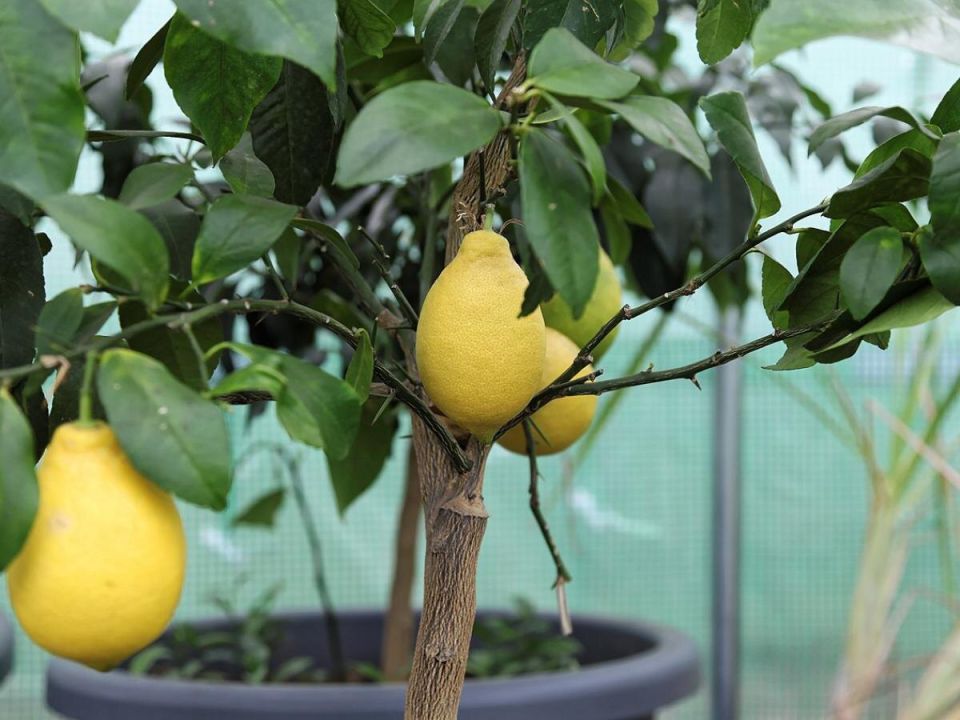 ����������� ������� ����: ������� ������� ��� ������