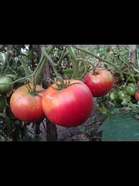 ����� �������: ���������� ����� � ����� ���� ��� ����� ������