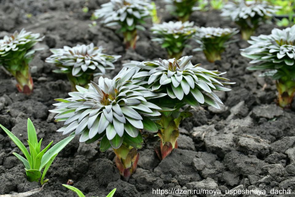 ��� �������� ���� �� ������� ����������� �� ����������� ��������