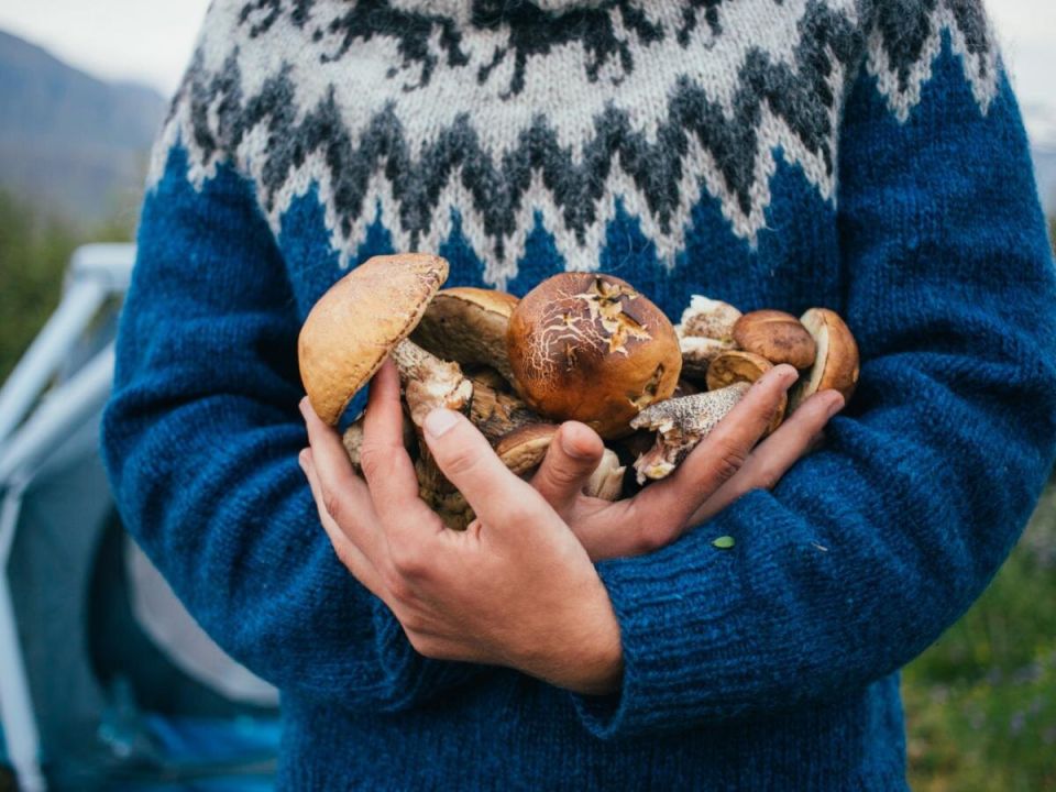 Выращивание грибов в саду: секреты успешного урожая