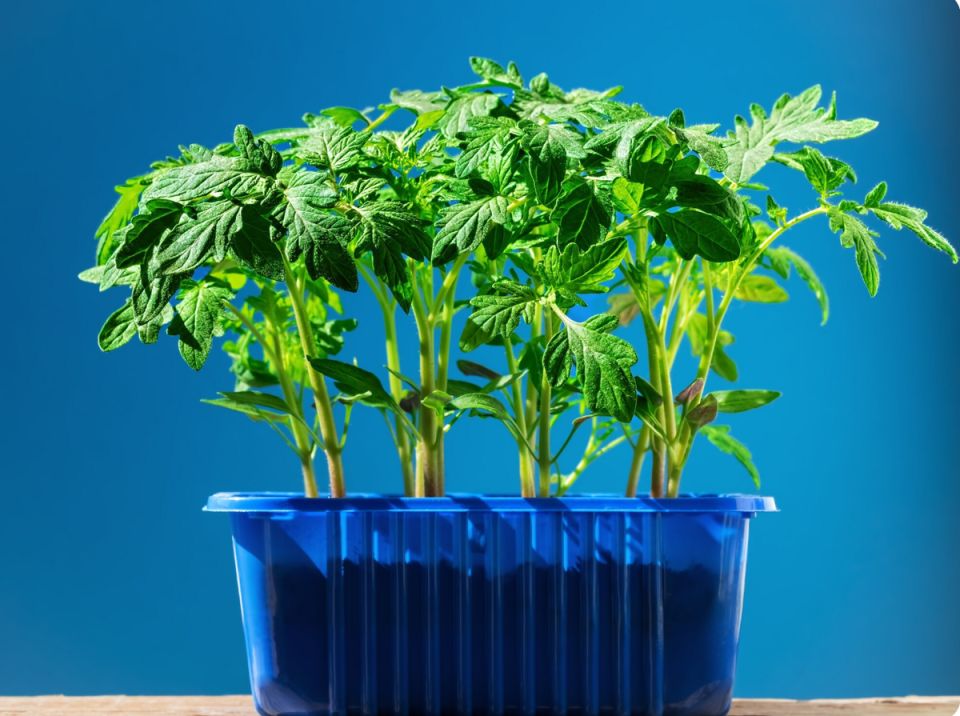 Лучшие моменты для посадки помидоров в 2026 году: советы по лунному календарю