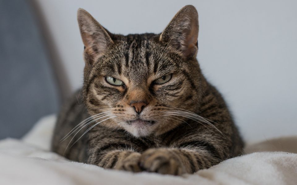 Как кот Мурзик научил нас решать проблемы: уроки минимализма