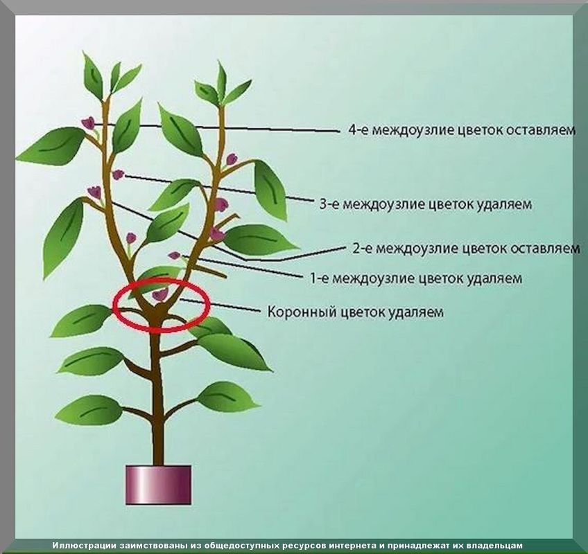 ����� ���� ��� ������� �������: ������ ��� ���������� ���������