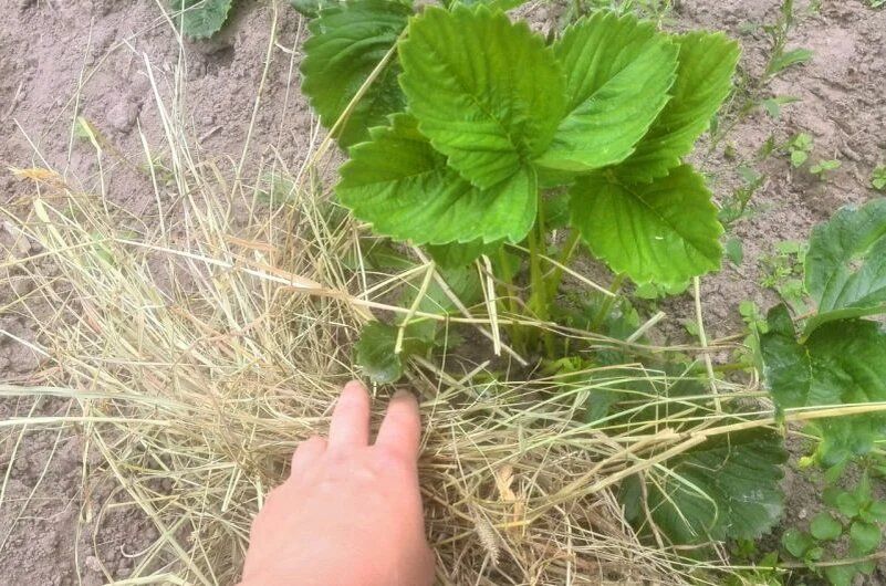 ��� ��������� ����������� �������� � ����: ������ � ������������