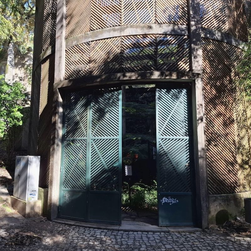 Вид на пальму через стилистику ботанического сада: хранилище прохлады в Коимбре