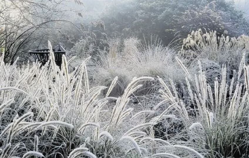 Как создать зимнюю сказку в своем саду: 5 растений, которые не теряют свою красоту