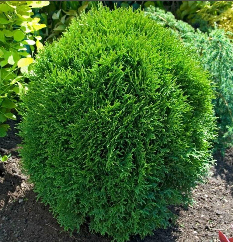 ��� ����� ���������� ���: 5 ������������� ��������