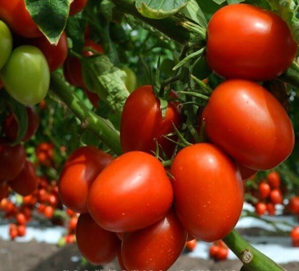 Плодородные помидоры для удобного выращивания: идеальные сорта для открытого грунта