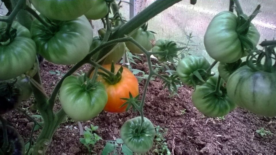 Фитофтора - враг №1 томатов. А может