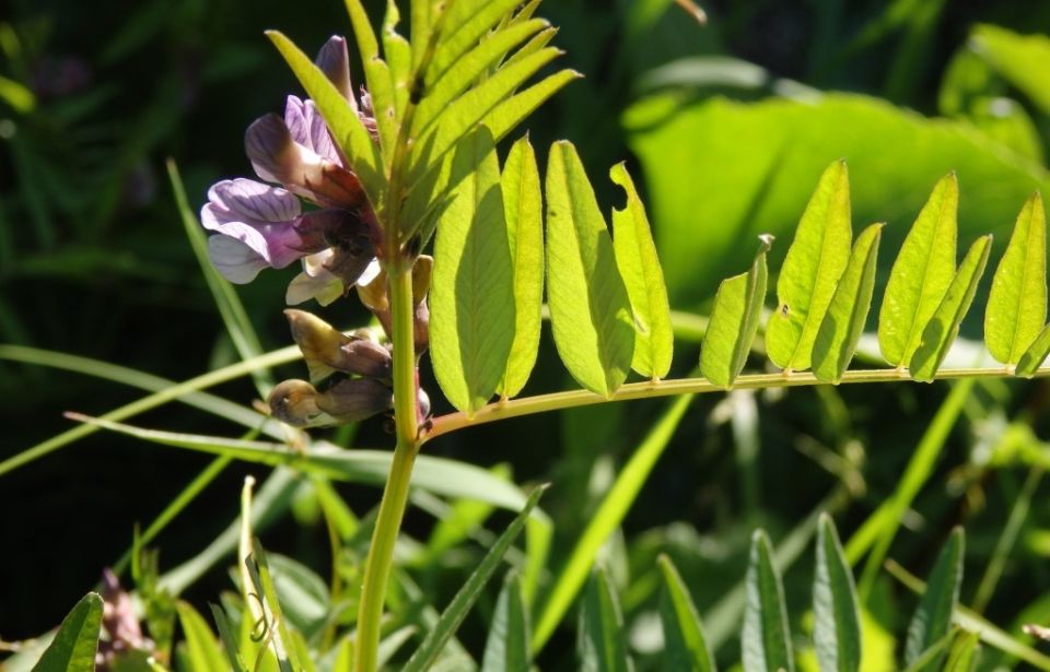 Горошек заборный: неожиданный друг вашего сада и больной враг для сорняков