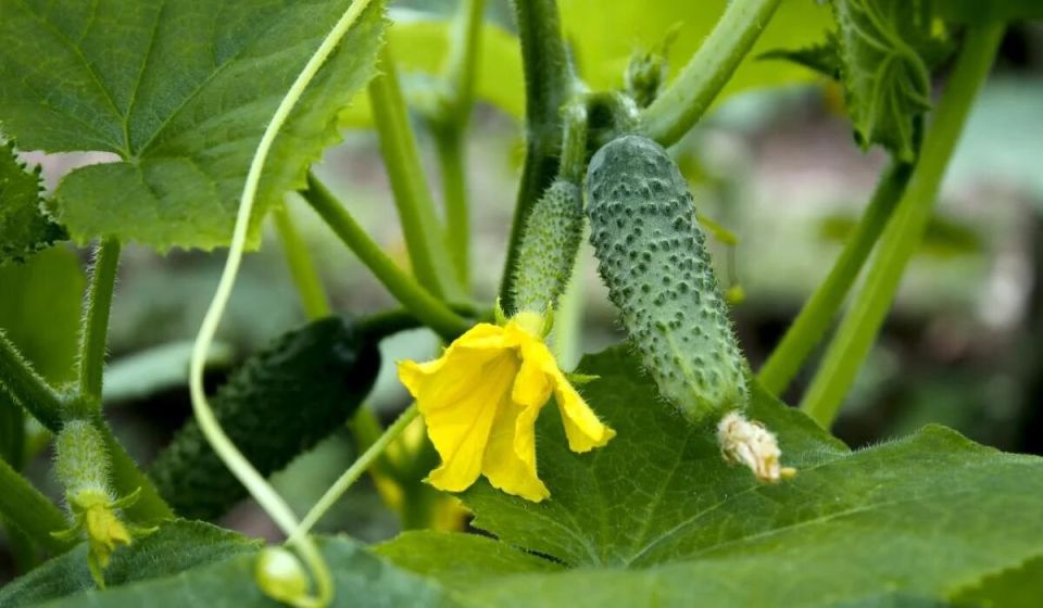 ������� ��������� �������: ������ ����� ��� �������, ������� ������ ���