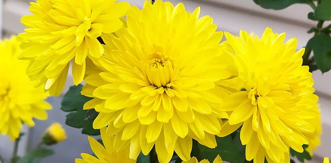 ��� ��������� �������� � ������� ����� ������� ������