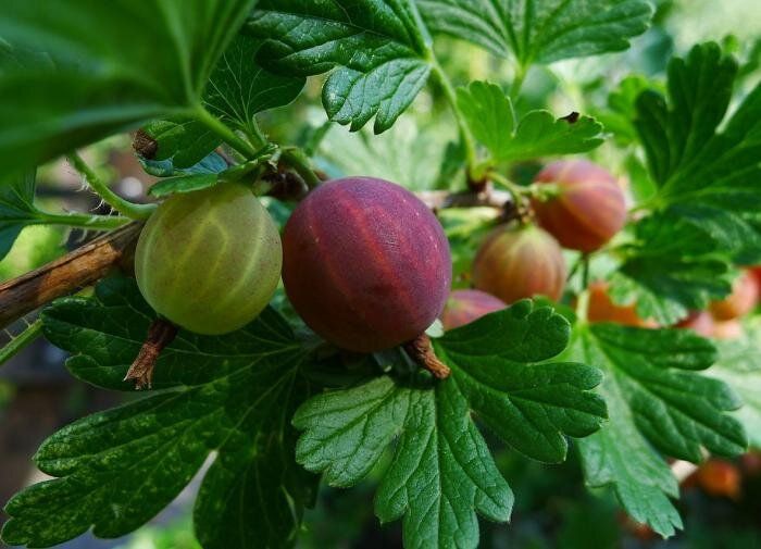 ��� ��������� ������������� ��������� ������: ������� �����