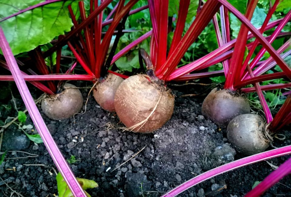 ������� �������� �����: ��� �������� �������� �� ������ ������